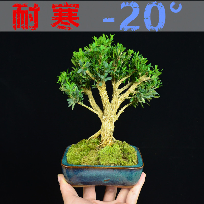 矮霸黄杨盆景皱皮雀舌黄杨小盆景树桩老桩桌面室内微型不怕冻耐寒