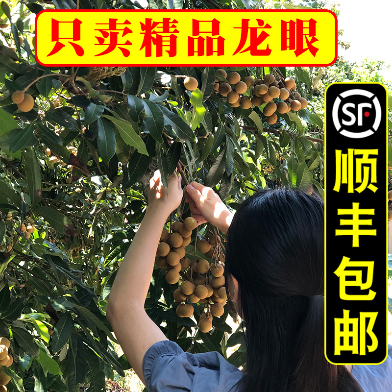 【顺丰包邮 现摘龙眼】 广东茂名高州新鲜水果 石硖储良桂圆 5斤在类目 水产肉类/新鲜蔬果/熟食, 新鲜水果, 龙眼中 - 来自Buy2taobao.com提供专业的淘宝代购服务