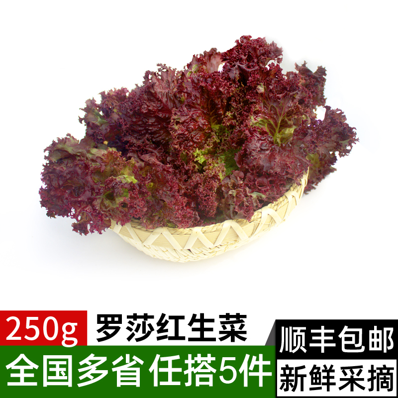 新鲜罗莎红250g 红叶紫叶生菜西餐沙拉食材轻食蔬菜配菜满5件包邮