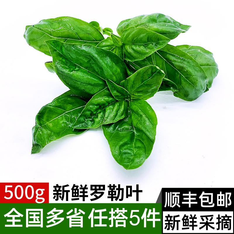 新鲜罗勒叶500g 西餐可食用香料欧罗青酱调料蔬菜 满5件包邮