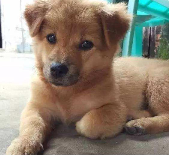 中华田园犬大黄狗纯种土狗幼犬看家狗护院四眼狗纯黑小白狗田园犬