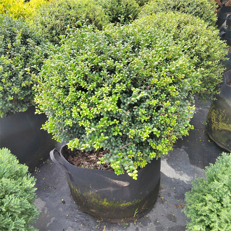 龟甲冬青怎么养(龟甲冬青怎么养护)