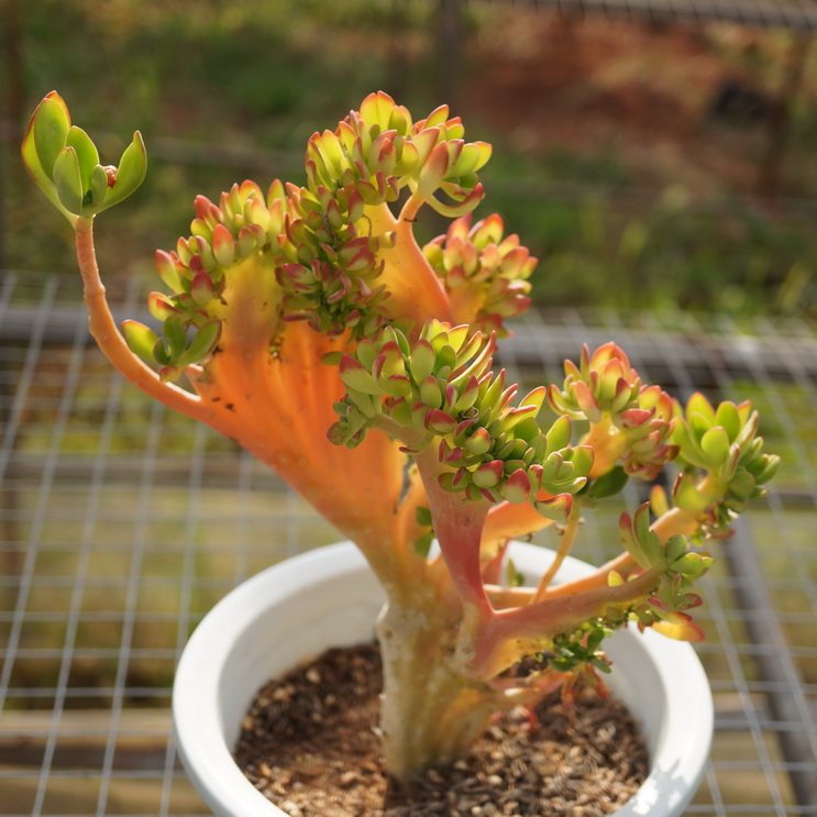 爱花达摩宝珠缀化多肉植物羊绒法师锦老桩壹果多肉植物