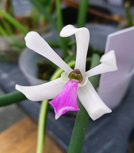 整盆发货~lpt.bicolor中美洲原生种 二色筒叶兰 珍奇迷你型棒状叶