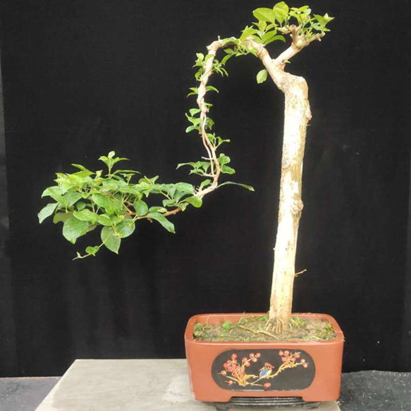 精品老桩文人三角梅盆景阳台紫花簕杜鹃容易成活盆栽一物一拍包邮