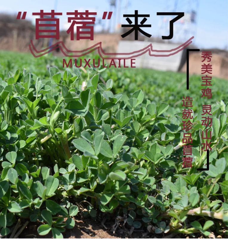现摘甘肃头茬苜蓿菜新鲜嫩芽农家当季食用野生蔬菜苜蓿芽2斤包邮