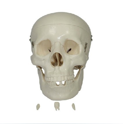 自然大头骨模型 头颅骨模型 头骨标本医学教学培训专用特价促销