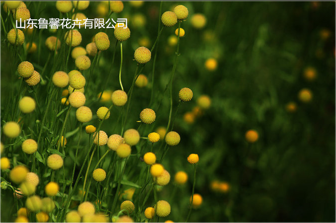 【鲁馨】澳洲金槌花 棒棒糖 甜甜的水果味 花苗庭院