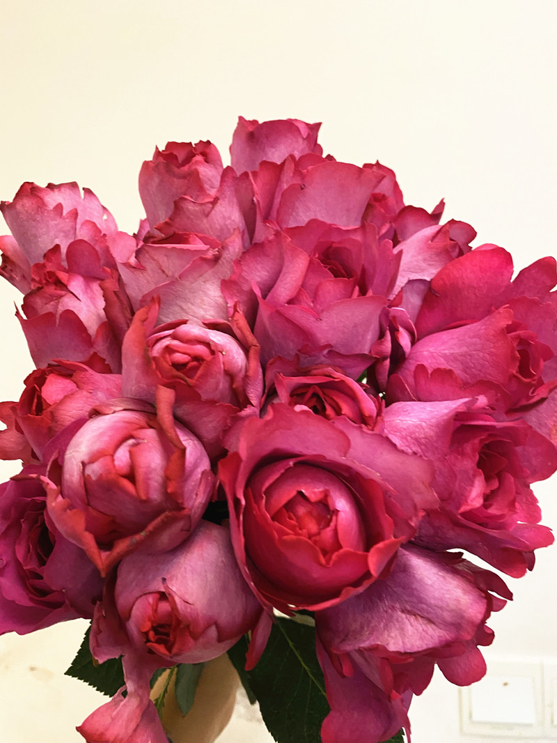 女神美人系列玫瑰稀有品种伊芙伯爵云南鲜花生日礼物爱情家庭插花