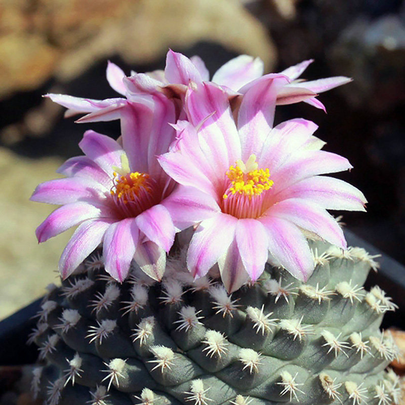 海胆娇丽仙人球多植物组合办公室防辐射甲醛花卉多肉植物