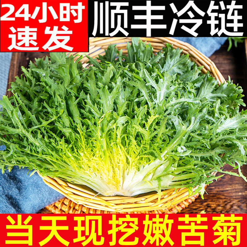 苦菊生菜新鲜蔬菜沙拉食材包邮苦苣狗