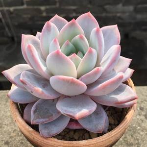 雪莲多肉大老桩价格