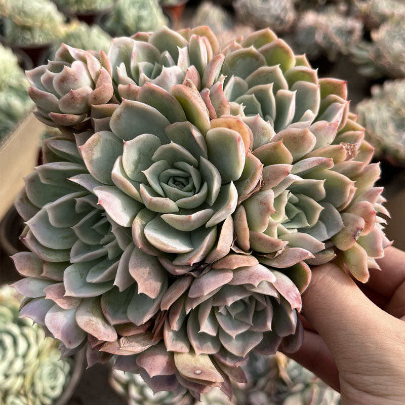 约瑟琳多肉
