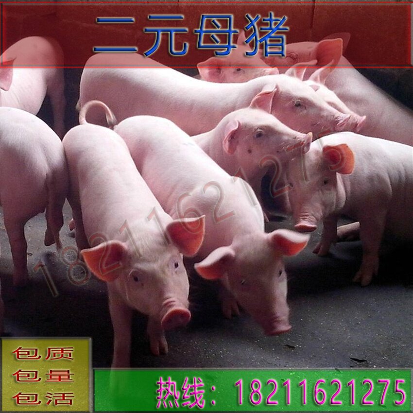高端太湖母元三元二猪长s大长白杜太母猪大约克苏洛克种公猪奢华