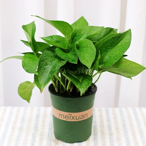 吊兰绿萝盆栽室内吸除甲醛长藤垂吊植物花卉办公s室绿植好养的绿