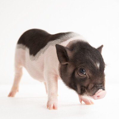 小香猪长不大迷你宠物猪活物长不大小型好养动物活物小型便宜3