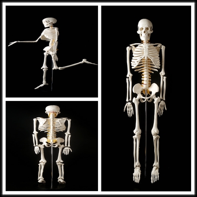 美女人体骨骼模型45 85cm骨架模型 人体脊柱模型脊椎模型医学骨骼