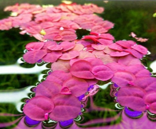 水上葵花水草黄花菱危地马拉水丁香烟花浮萍植物活体包活香蕉草