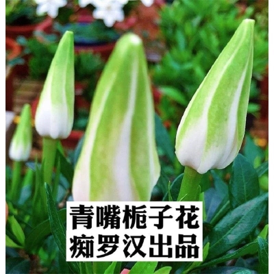 青嘴栀子花青嘴栀子花 水横枝盆景盆栽素材新品种栀子花图片