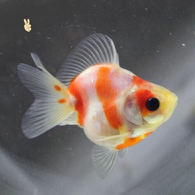 鎏金金鱼长尾樱花观赏鱼红白活体高背短尾淡水鱼鱼
