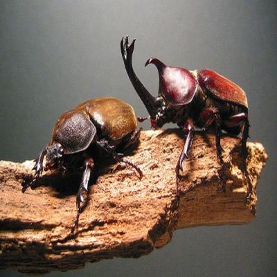 独角仙仙甲虫成虫图片