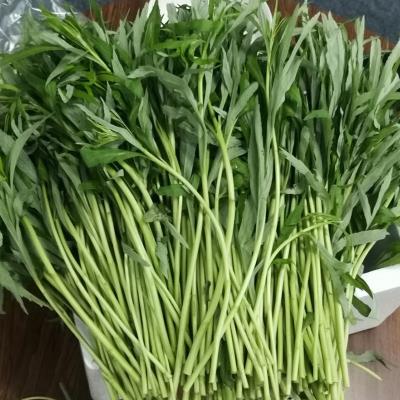 南京特产新鲜芦蒿野菜黎耗藜蒿篱蒿泥蒿农家蔬菜 3斤带叶去根包邮