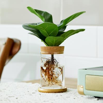 水培植物小型迷你护眼桌面宿舍室内绿植水里养的植物可水养植物.