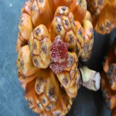 野菠萝手串价格