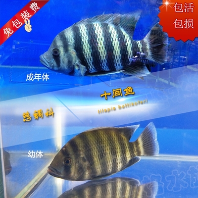 龙鱼混养鱼活体价格
