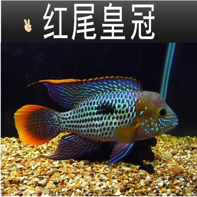 皇冠鱼活体大型价格