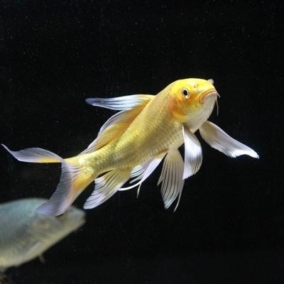 日本纯种龙凤锦鲤黄金龙凤锦鲤鱼风水鱼招财鱼金鱼冷水鱼活体