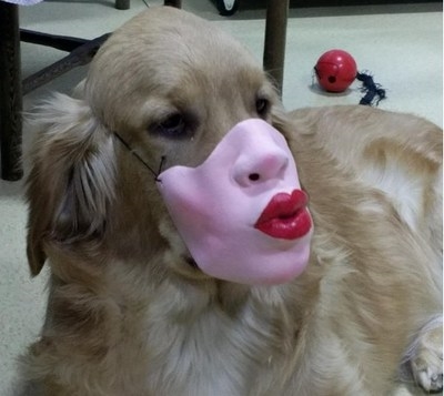 金毛狗嘴巴套子狗用狗狗狗狗嘴罩嘴套嘴罩哈士奇狗吠止吠器狗搞笑