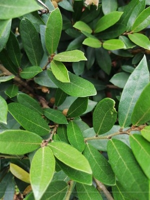 中华蚊母造型树桩盆景图片