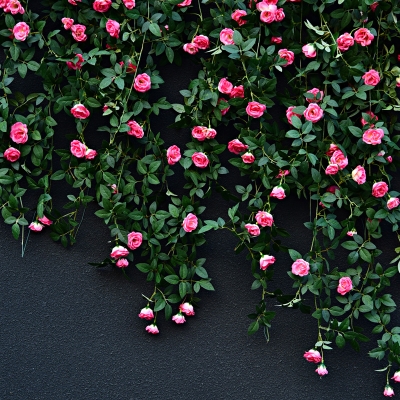 阳台花藤条装饰绿植缠绕叶子吊顶房顶垂吊新品复古植物背景墙长条