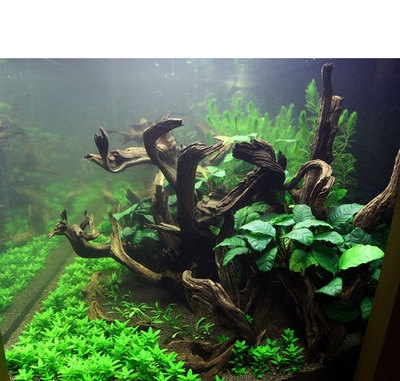 龙鱼缸造景沉木价格