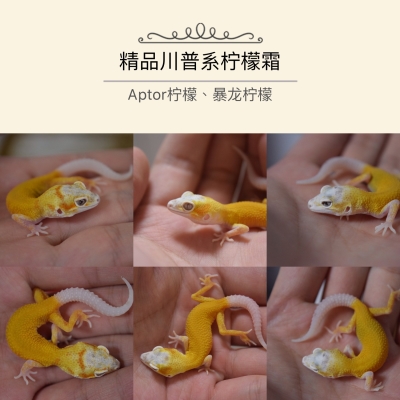守宫幼体_豹纹守宫柠檬霜宠物幼体成体新手温驯可爱易养优惠券