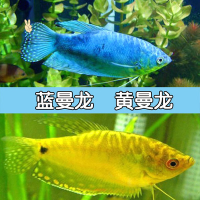 曼龙鱼图片