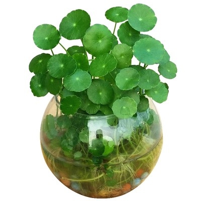 室内四季花草常青金钱草养盆栽盆景水物水绿招财好铜钱养培植草