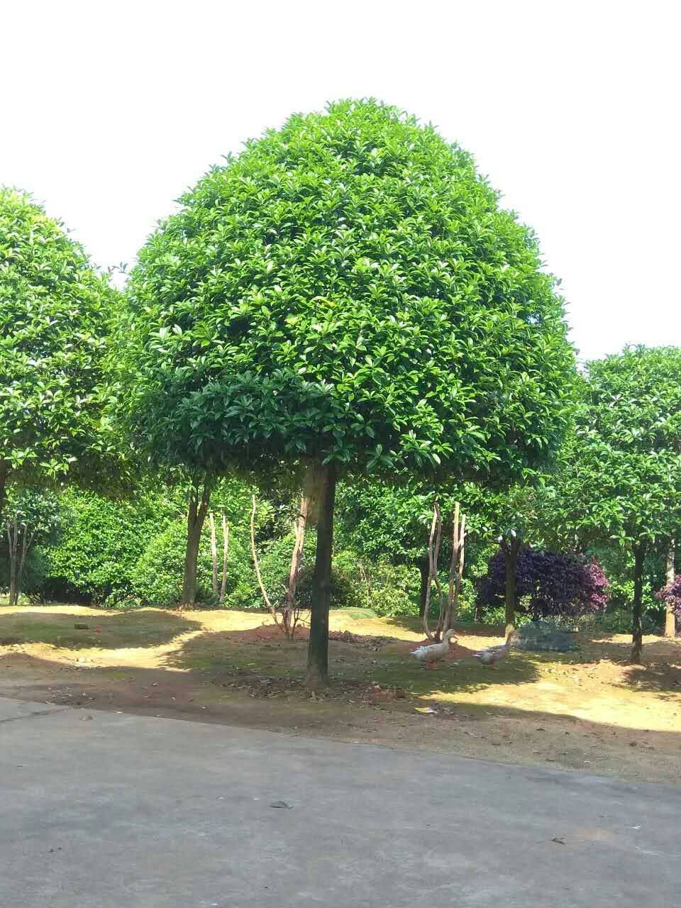 桂花大树金桂四季桂庭院桂花树苗