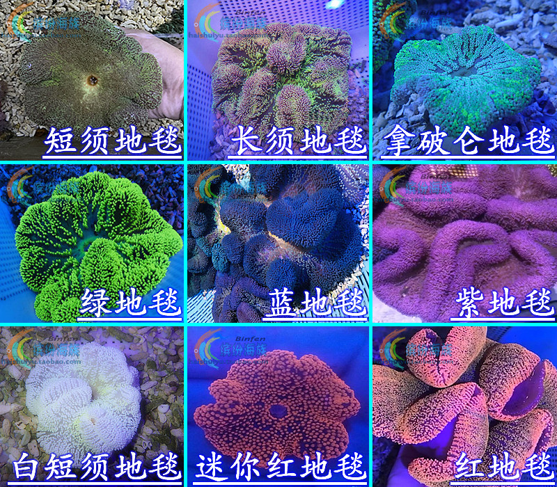 向日葵地毯海葵_百科图片_饲养繁殖_雌雄鉴别_sbike