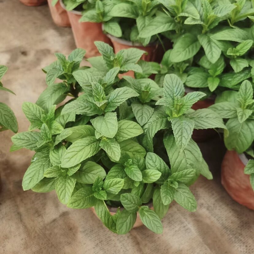 薄荷盆栽可食用薄荷叶水培植物迷迭香绿植室内盆栽花卉客厅驱蚊草