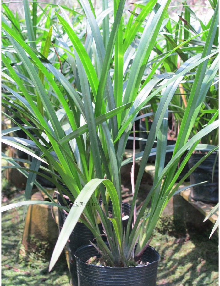 蕙兰高雅清香易养包邮快车剑杂交兰 兰花苗 绿植盆栽室内植物