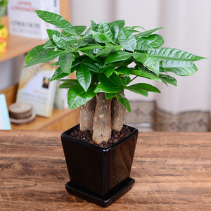 发财树盆栽小盆景绿植物客厅办公室内桌面防辐射小型迷你招财花卉