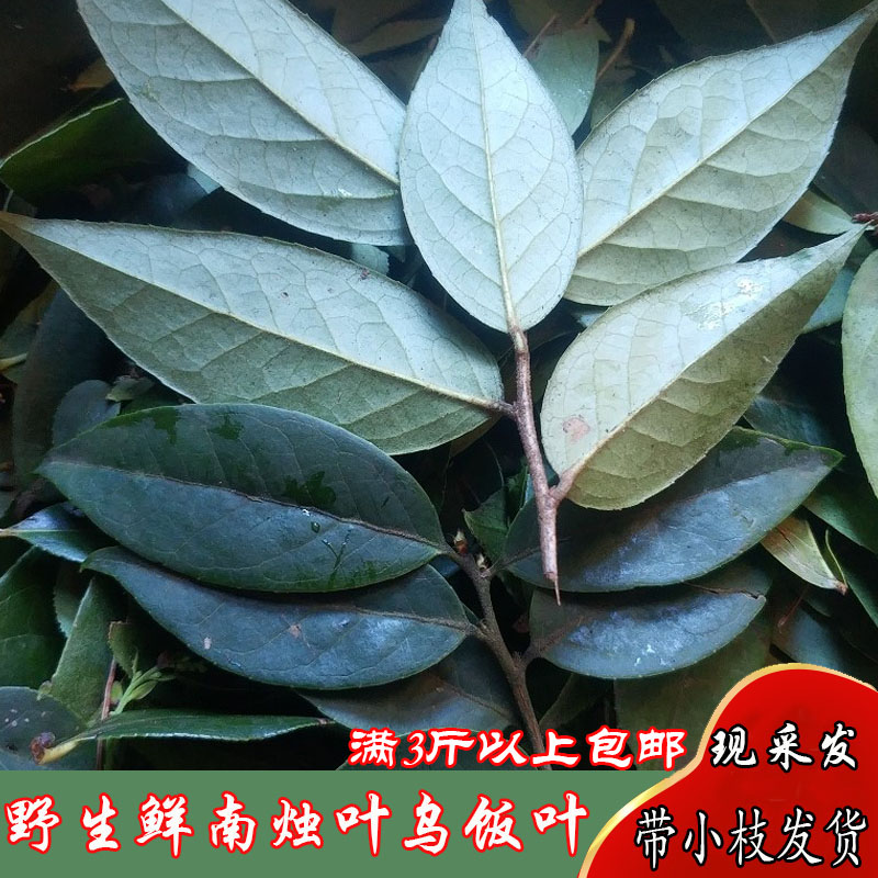 野生新鲜乌饭树叶子乌粽麻糍黑米饭染色取汁原料乌饭叶南烛叶500g
