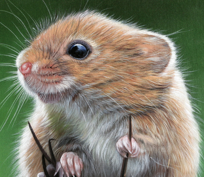 许飞飞《鼠》|写实精品