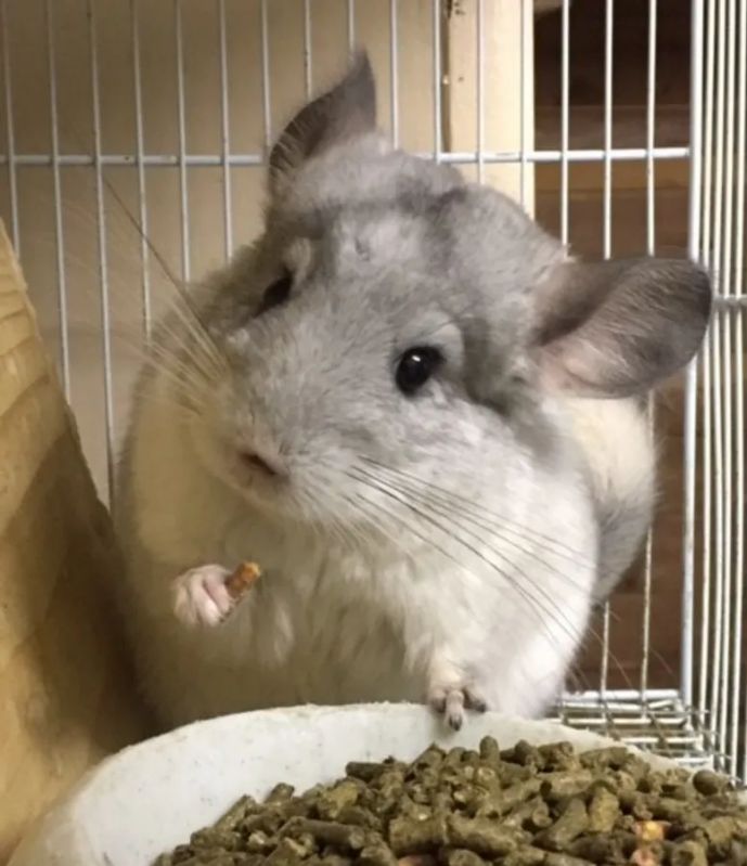 网红公仔龙猫活物宠物幼崽龙猫活体宝宝银斑标灰米色家养视频直播