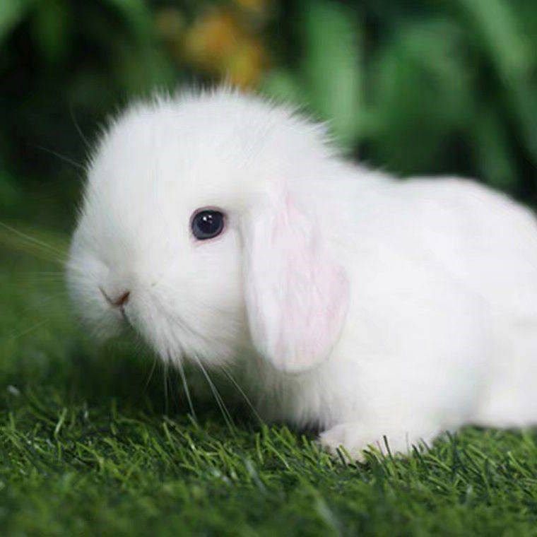 垂耳兔活体