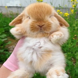 网红宠物兔-折啊网