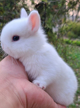 小型迷你侏儒兔子活物凤眼海棠长不大茶杯兔儿童宠物兔荷兰兔活体