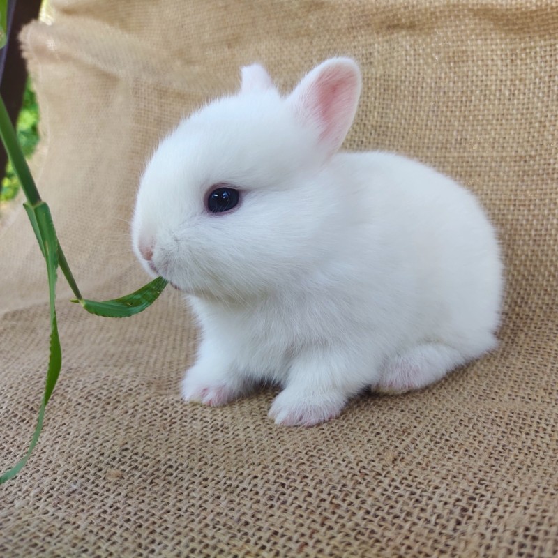 世界最小的兔子图片